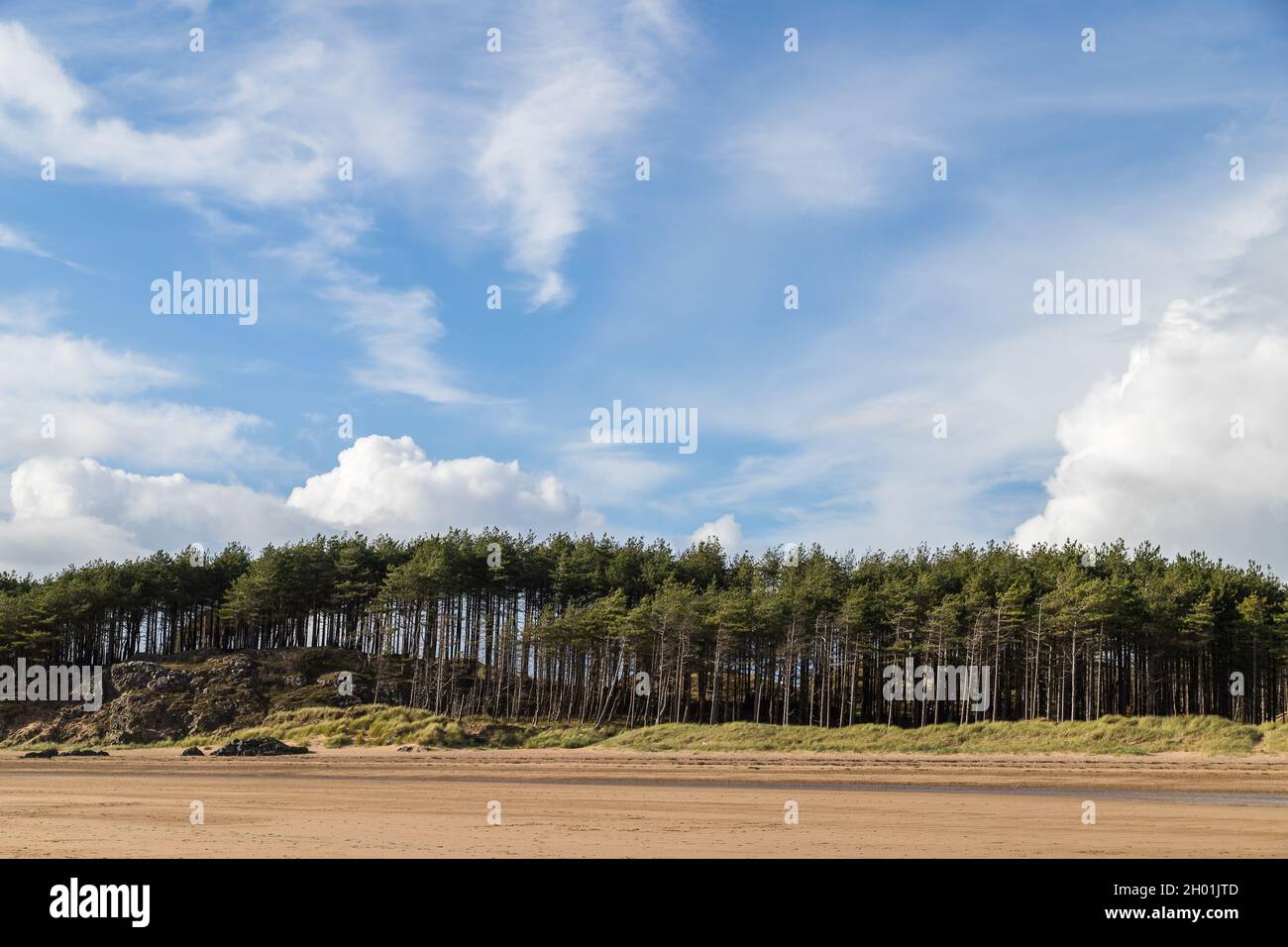 Alberi di pino costeggiano la spiaggia di Newborough sulla costa anglesey. Foto Stock