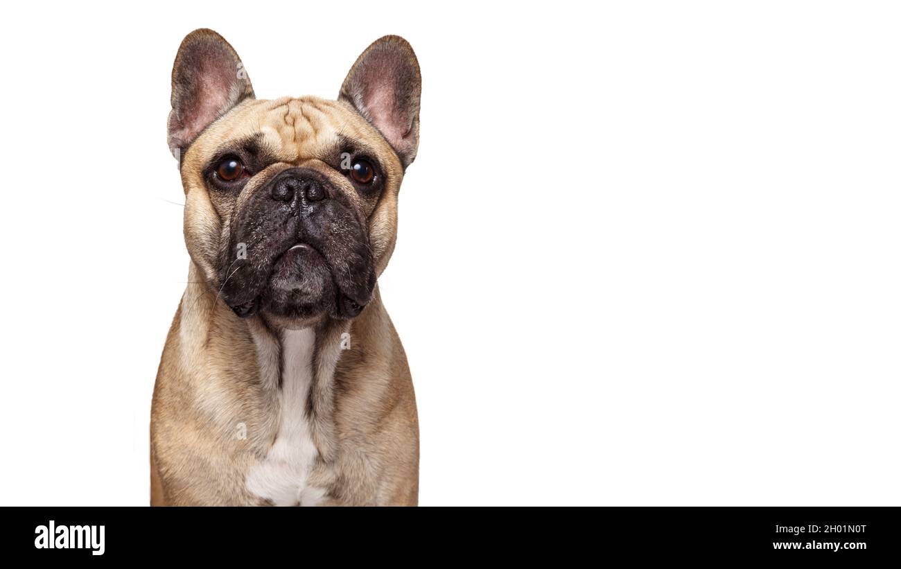 Colpo di cane francese isolato su sfondo bianco. Studio girato del cane. Foto Stock