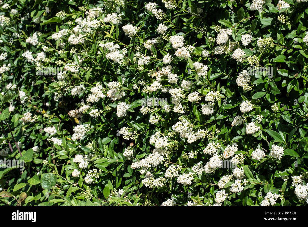 una siepe privata alla luce del sole con abbondanza di fiori bianchi Foto Stock
