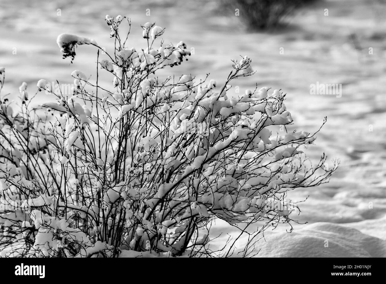 Neve sui rami di un albero ai raggi del sole nascente. Alba invernale. Inverno, tempo pre-Natale. Foto Stock