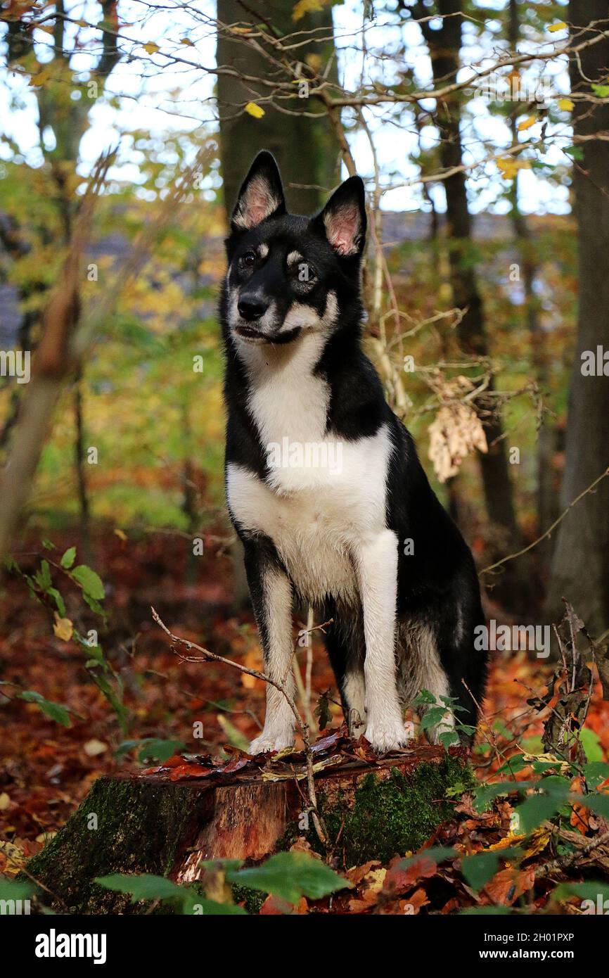 Un ritratto di un adorabile cane da renna lapp nella foresta Foto Stock