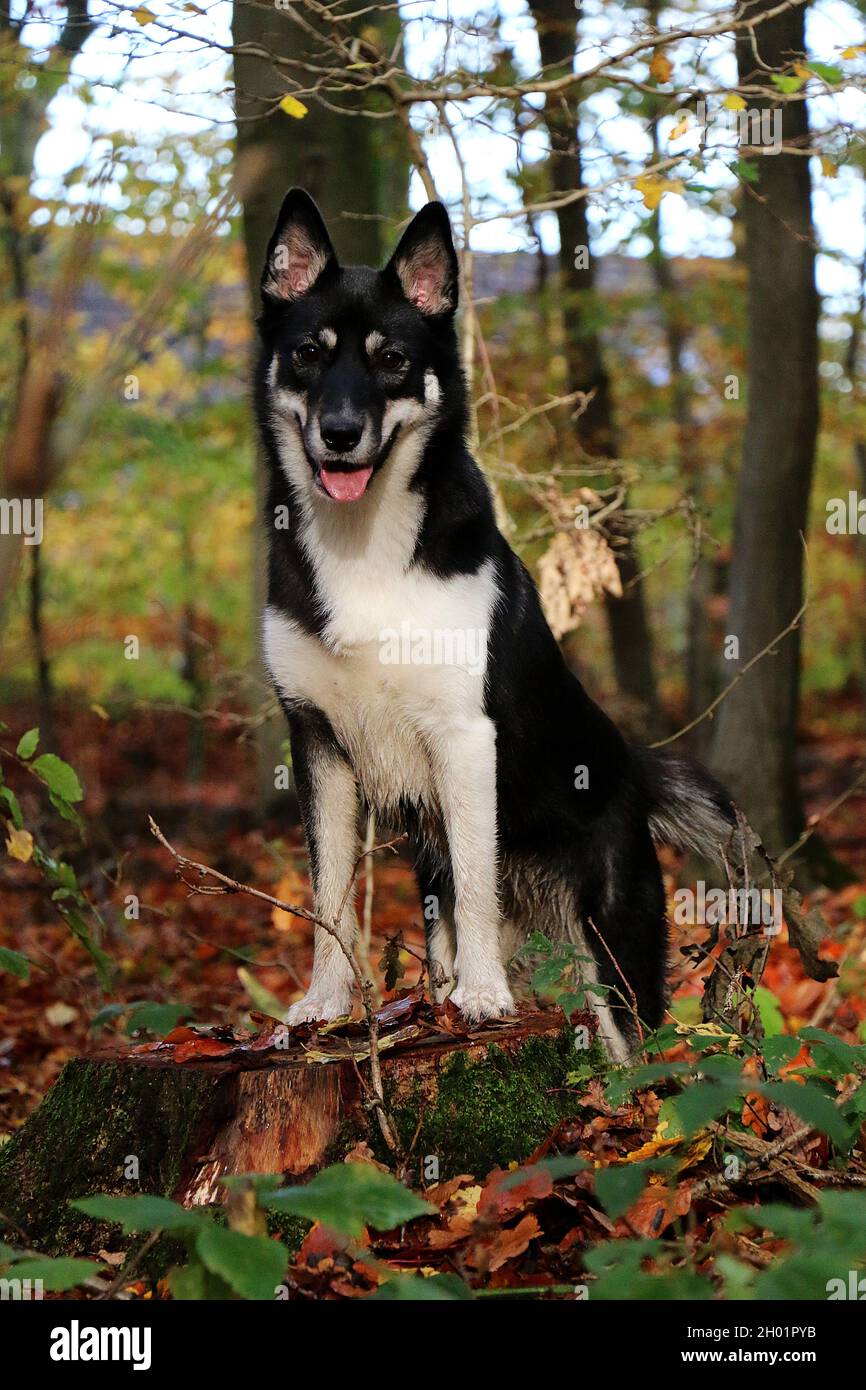 Un bel cane di razza Lappniano nella foresta Foto Stock