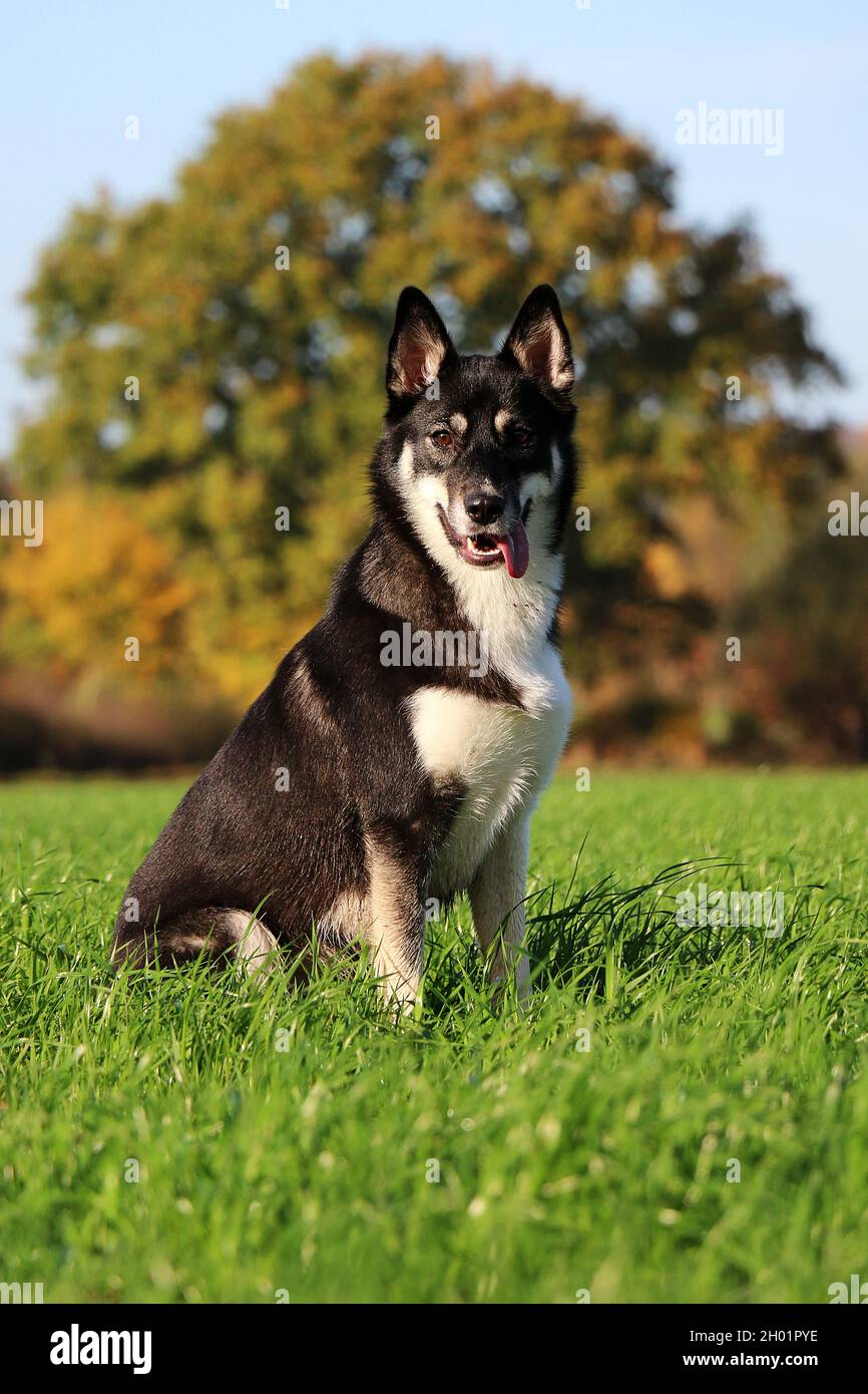 Un ritratto di un cane lapinporokoira in posa sul campo Foto Stock