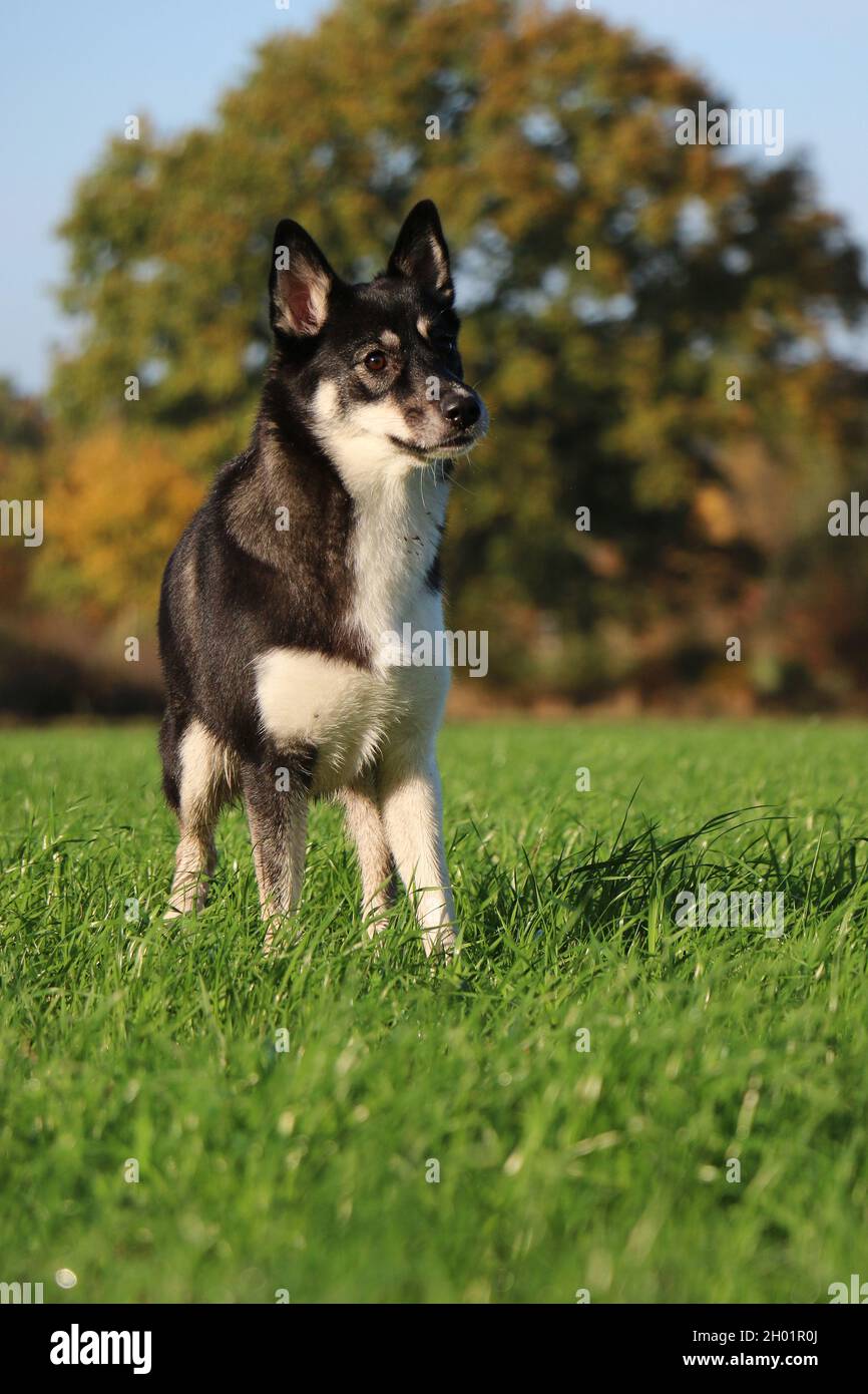 Un divertente lapsk vallhund cane vagare in campo Foto Stock