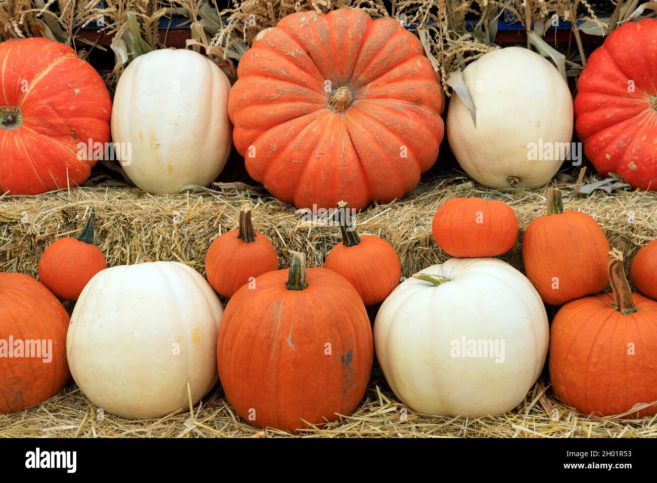 Una disposizione di zucca invernale ad un palco di zucca del supporto della frutta per il raccolto autunnale di Thanksgiving del cibo. Foto Stock