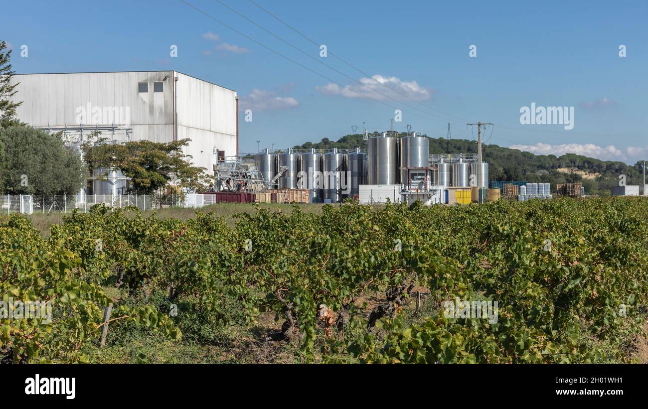 Guardando attraverso i vigneti ai serbatoi di fermentazione del Sud Rhone Foto Stock