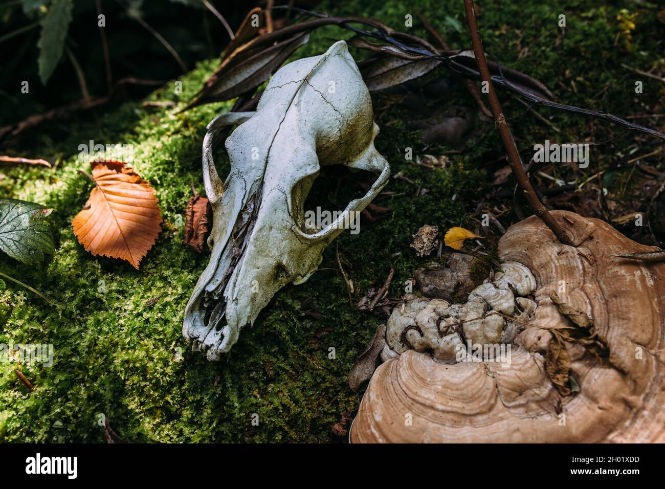 Atmosfera mistica autunnale in una vecchia foresta. Gabbiano del cane in background fantasy Foto Stock