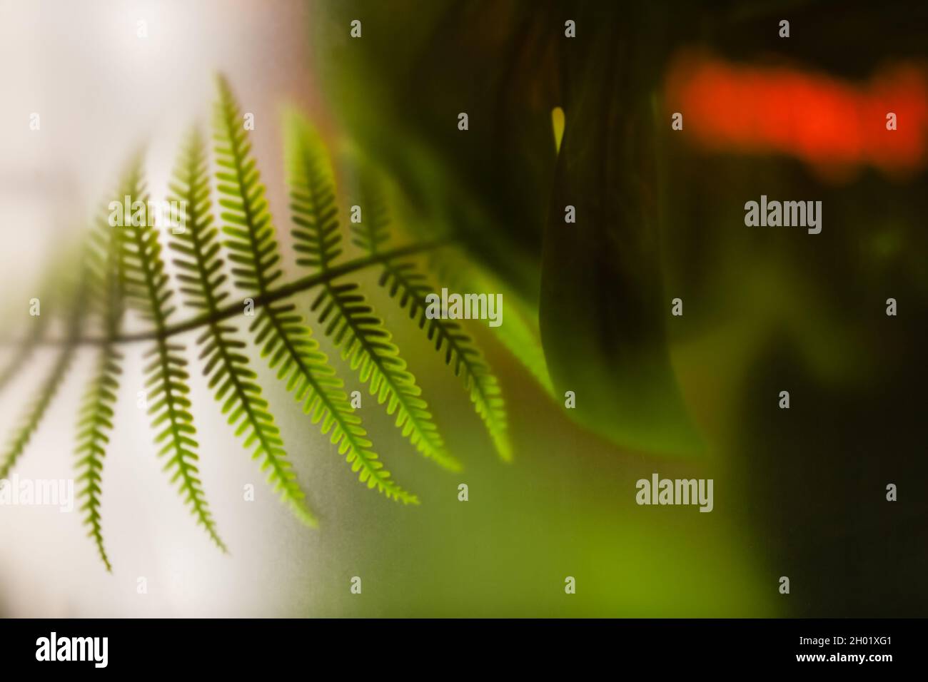 Composizione ecologica di palma e foglie di felce su sfondo verde. Carta da parati da foglie di palma verdi. Foto Stock