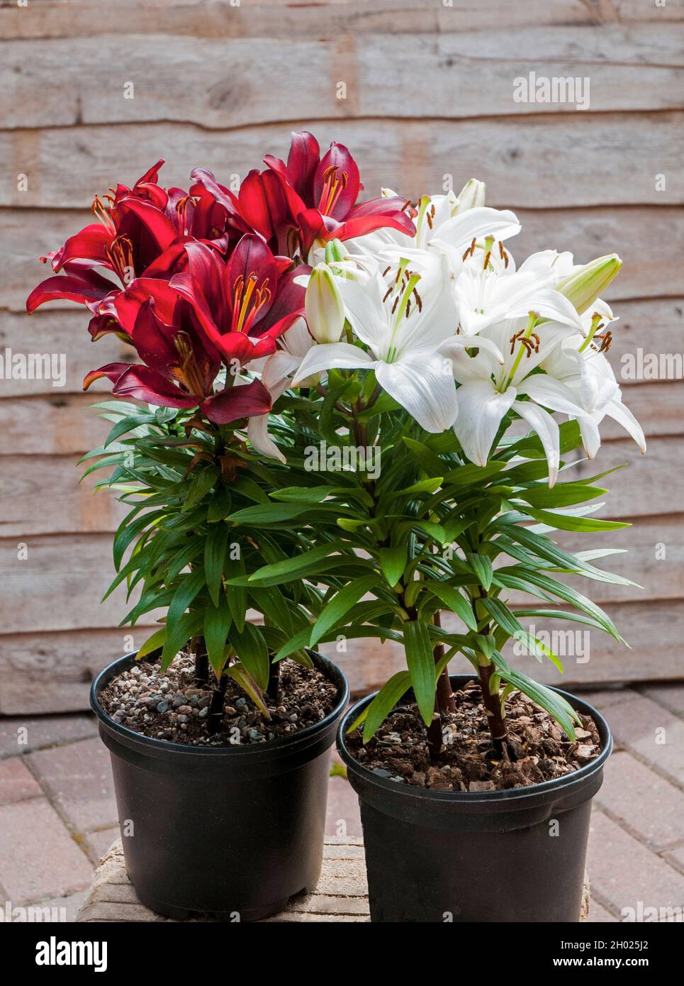 Asiatic Hybrid Lillies Tiny Avalanche White e Rocket Red che crescono in 1.5 litri pentole A 1a) sotto-divisione giglio con fiori verso l'alto Foto Stock