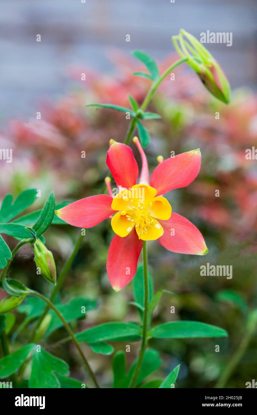 Primo piano di Aquilegia skinneri Tequile Alba fiore e boccioli inaperti in estate un perenne completamente hardy chiamato anche Columbine o Grannys Bonnet Foto Stock