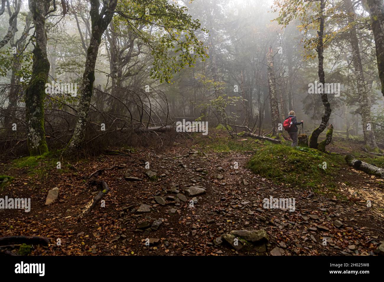 Angela Berg cammina attraverso una foresta di faggi nebbiosa con tronchi d'albero caduti nei Vosgi vicino a Linthal, Alsazia, Francia. Foto Stock