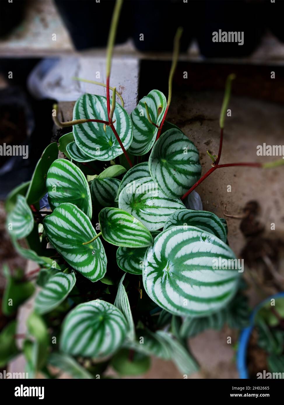 fiore di anguria, questa pianta ha un modello simile ad un anguria Foto Stock
