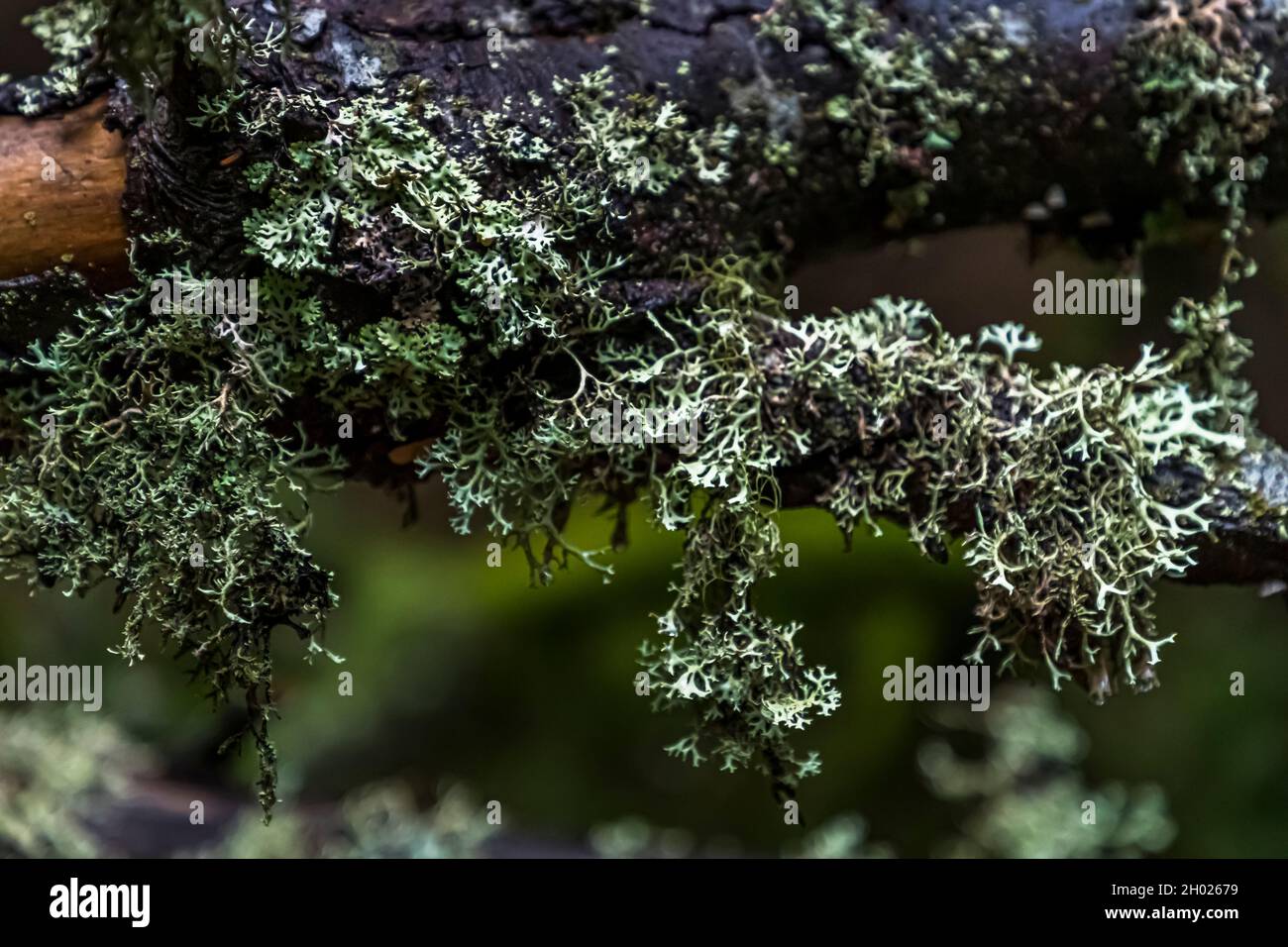 Licche filiforme pende da un ramo morto e coperto di muschio nella foresta dei Vosgi vicino a Linthal, Alsazia, Francia. Foto Stock