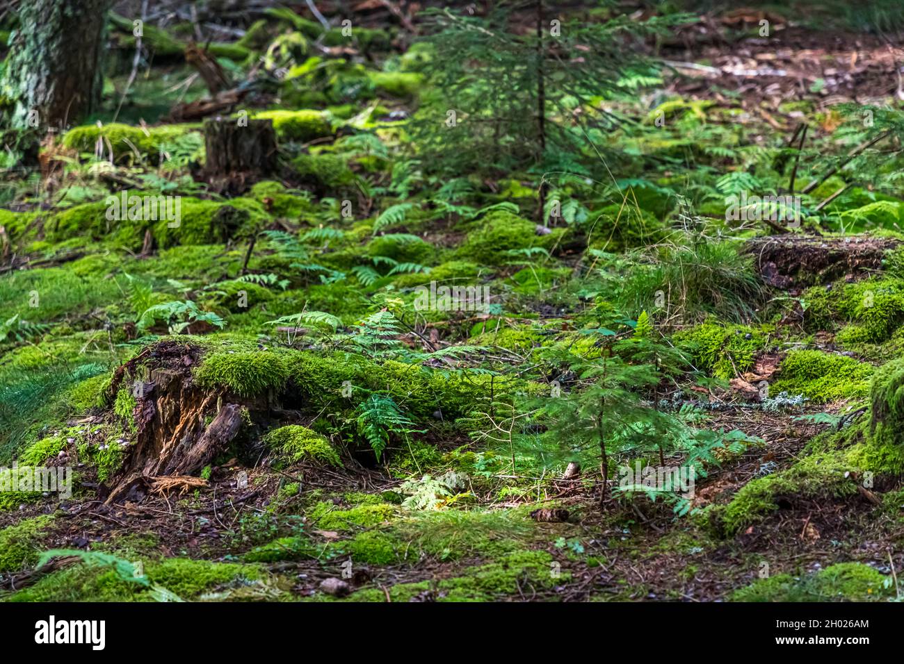 Foresta pavimento coperto di muschio vicino Sondernach, Francia Foto Stock