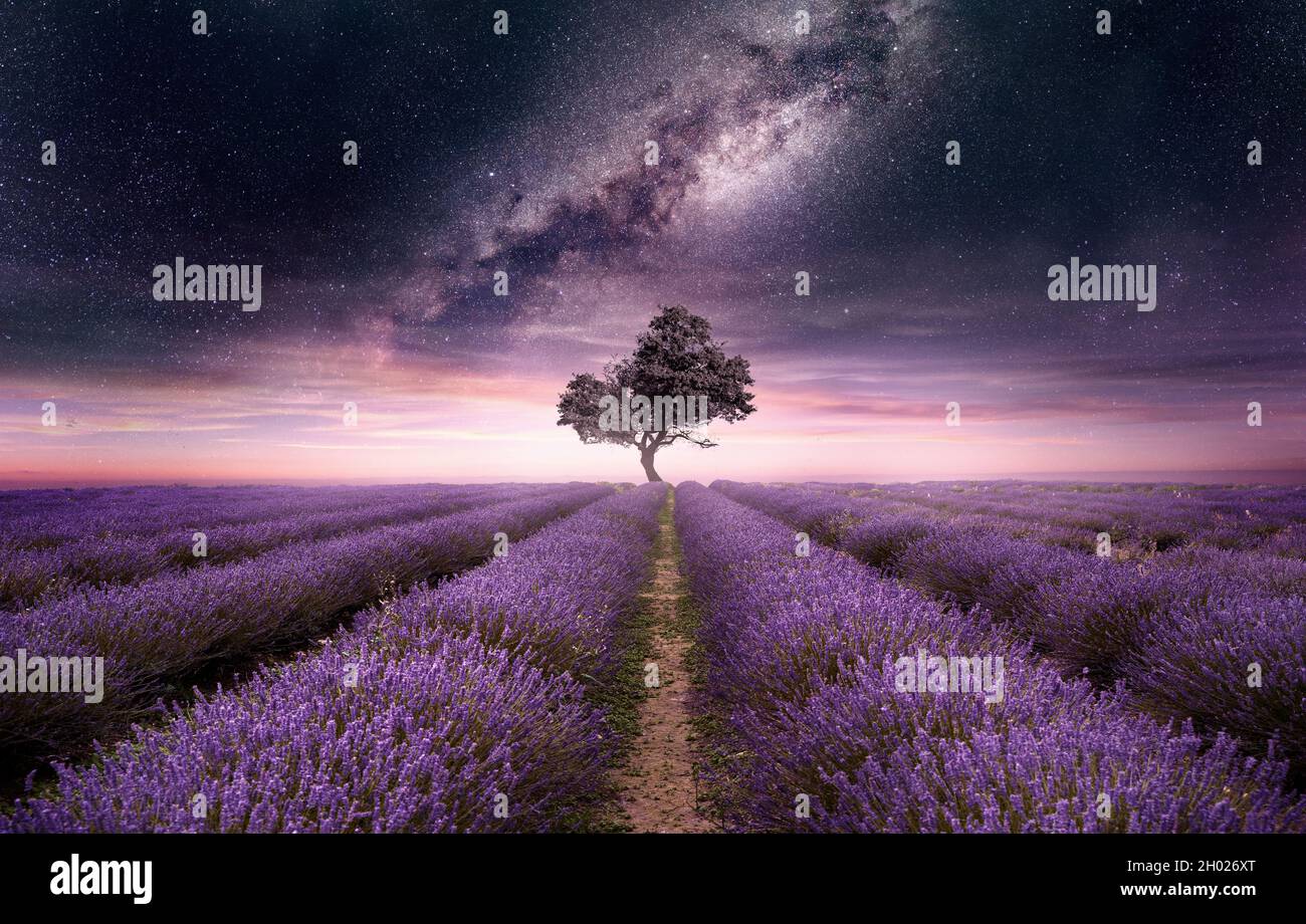 Un campo di lavanda pieno di fiori viola di notte con il cielo notturno pieno di stelle. Foto composito. Foto Stock