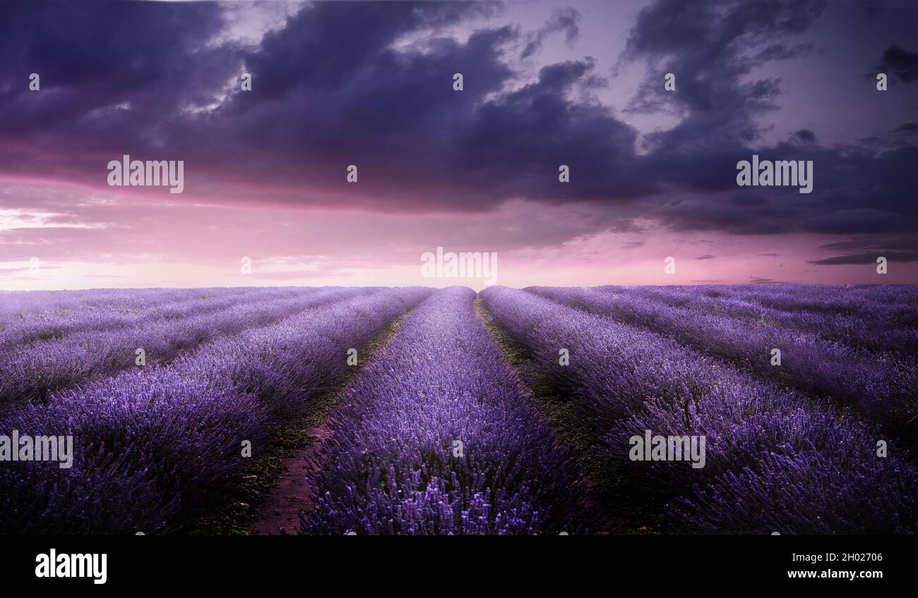 Un bel campo di lavanda in fiore viola in estate al crepuscolo. Flower Field paesaggio panoramico nel Regno Unito. Foto Stock