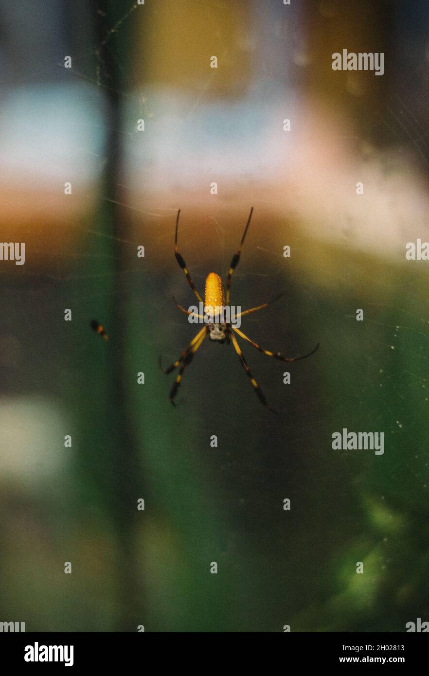 spider spaventoso sul web Foto Stock