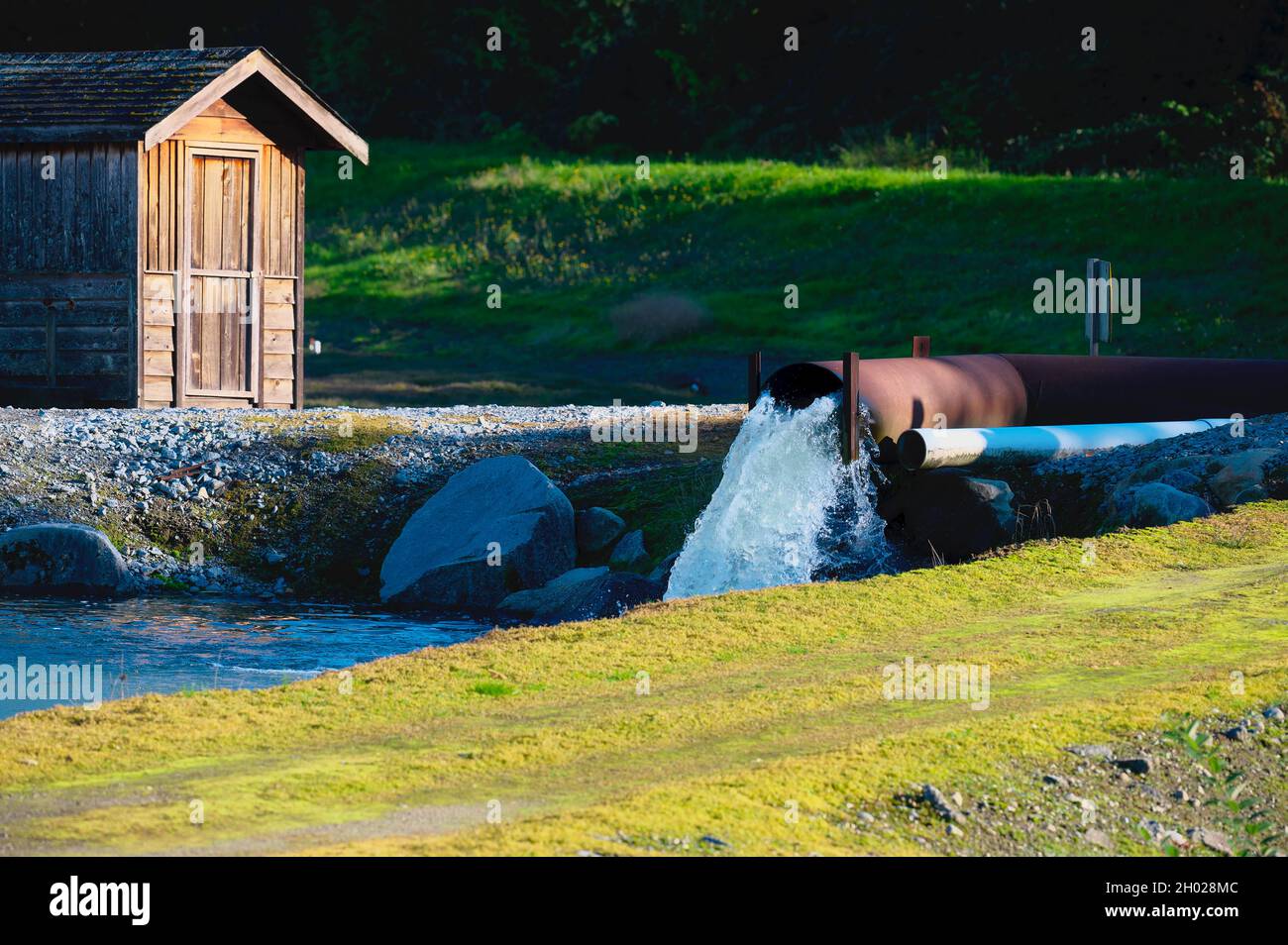 Acqua che si spillano da un culvert in un fosso che inonderà i campi di mirtillo prima del raccolto. Pitt Meadows, B. C., Canada. Foto Stock