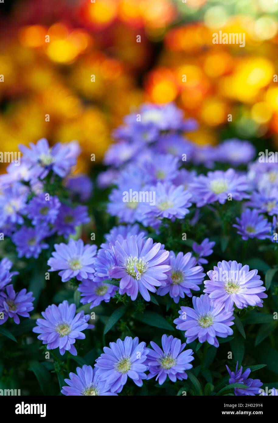 Teste di fiori viola di Aster. Sfondo sfocato colorato. Foto Stock