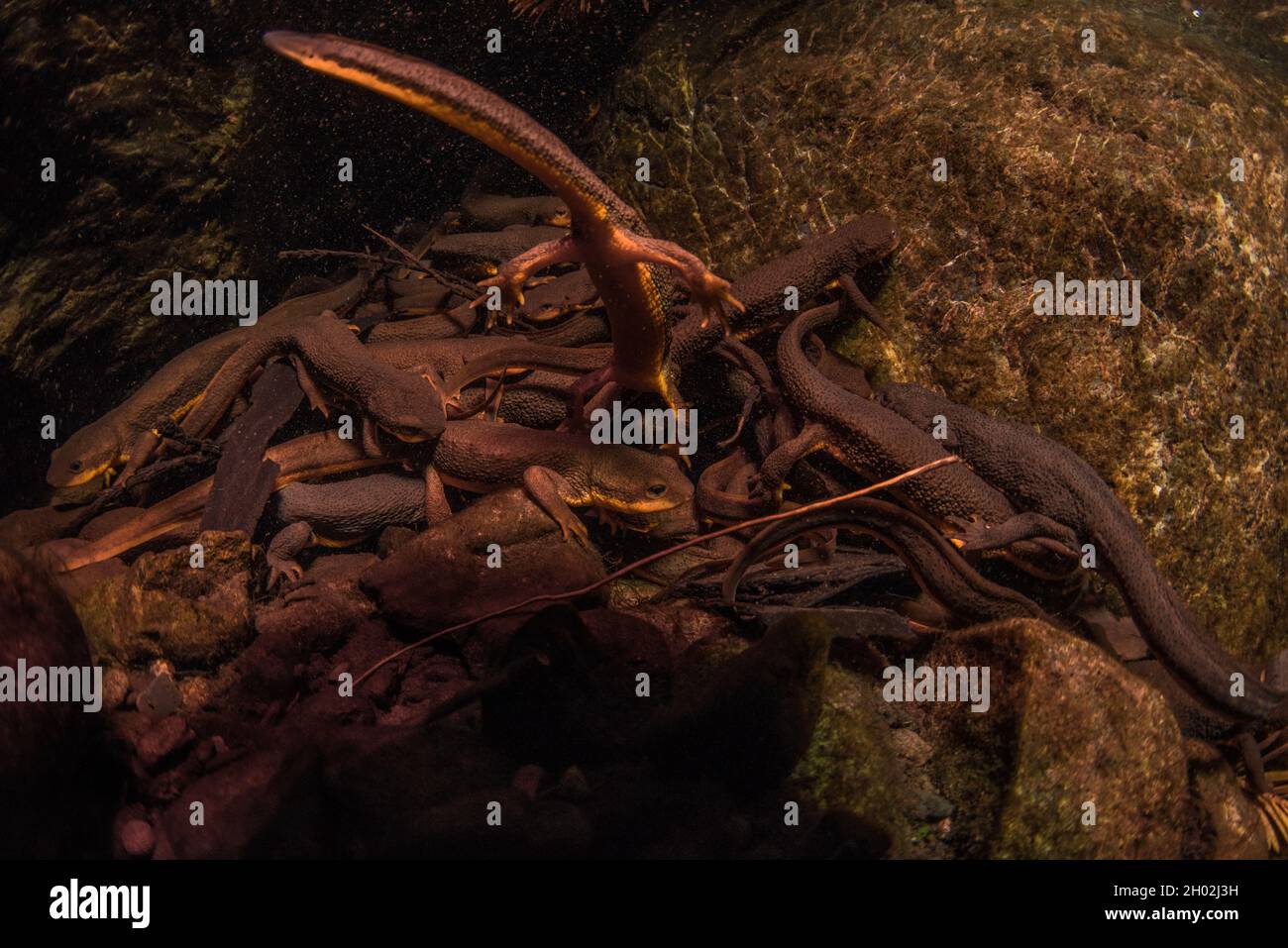 I newts della California (Taricha torosa) si raggruppano insieme sott'acqua per riprodursi. Queste salamandre acquatiche si riuniscono durante la stagione riproduttiva per riprodursi. Foto Stock