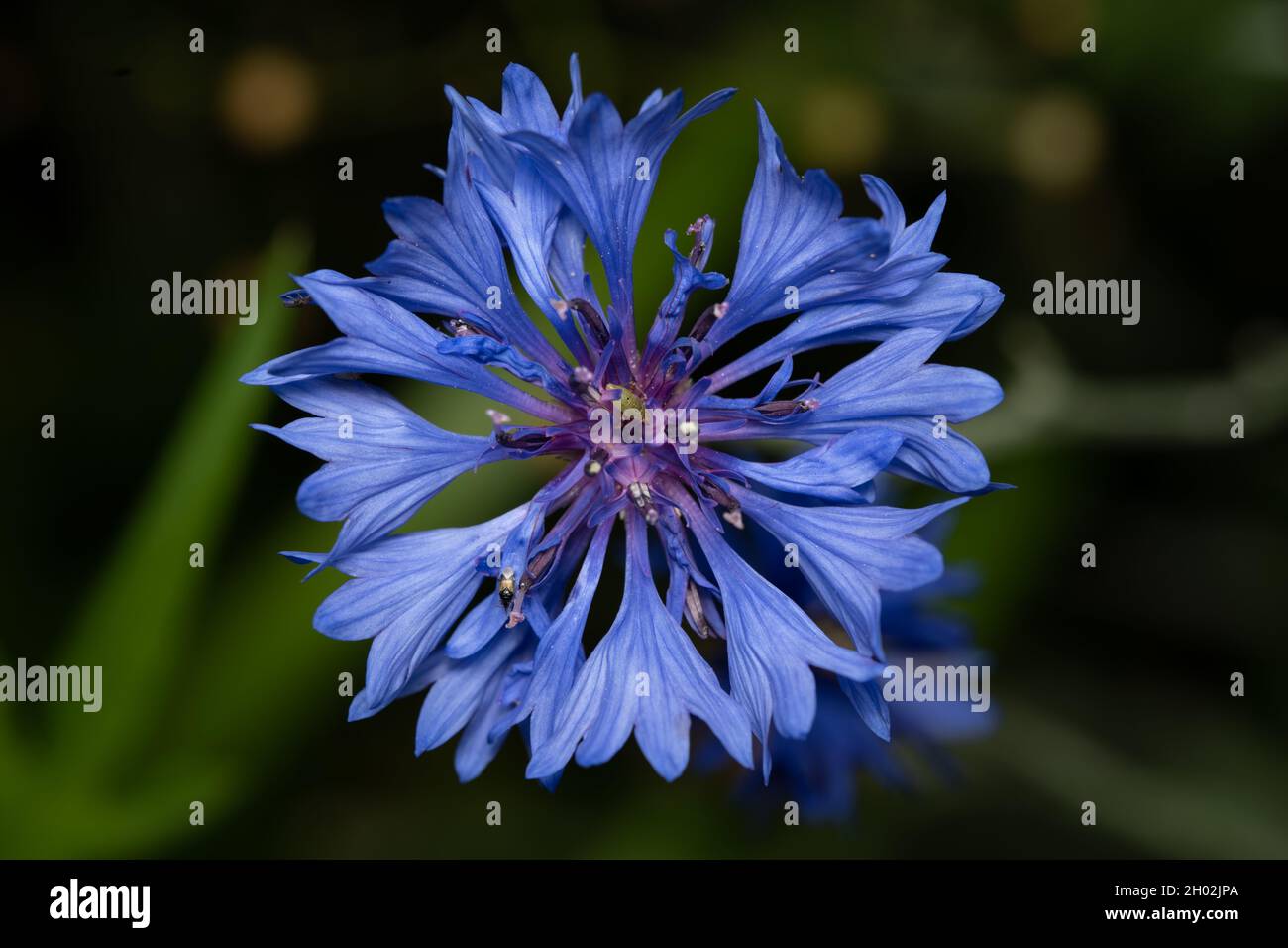 Un pulsante Blue Bachelors su sfondo verde. Foto Stock
