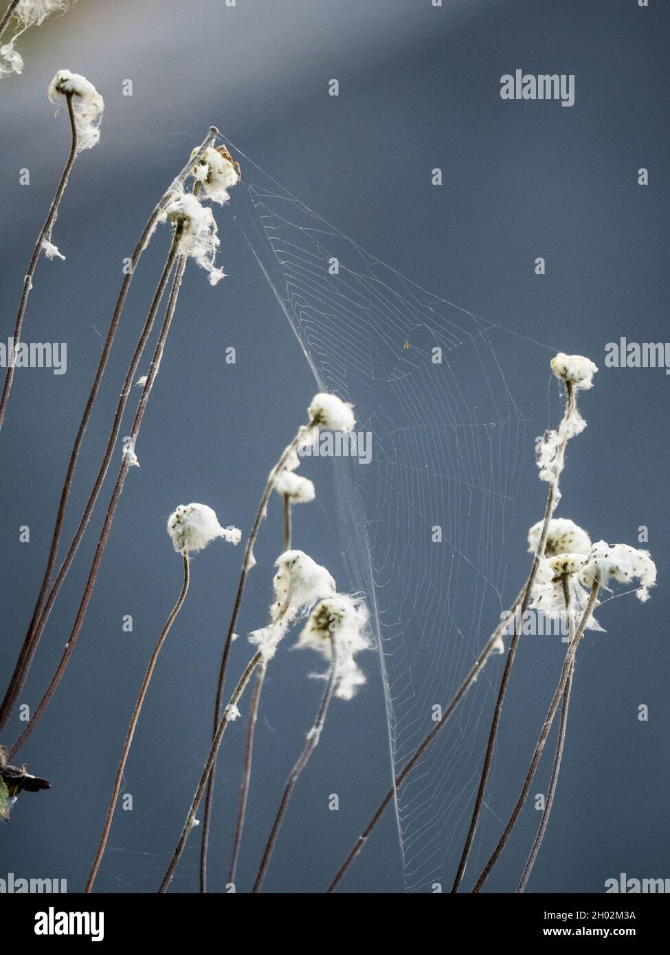 Avvolgere i fiori su lunghi steli alti e andati ai semi, le teste di semi bianchi e di cotone ricoperte di ragnatele Foto Stock