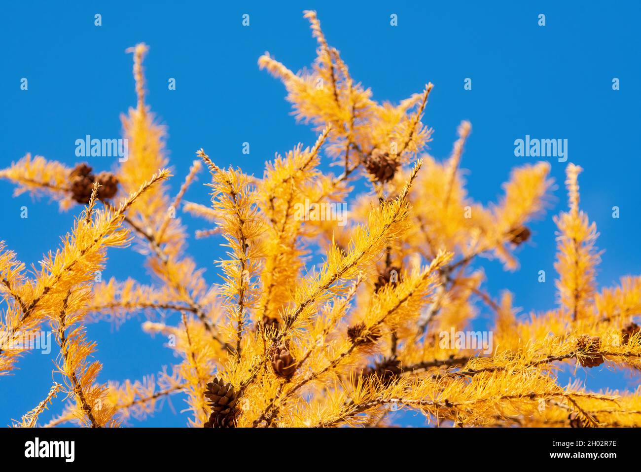 Ramo giallo dell'albero di Larice Larix decidua con coni in autunno sullo sfondo del cielo blu. Messa a fuoco morbida e selettiva in primo piano. Foto Stock