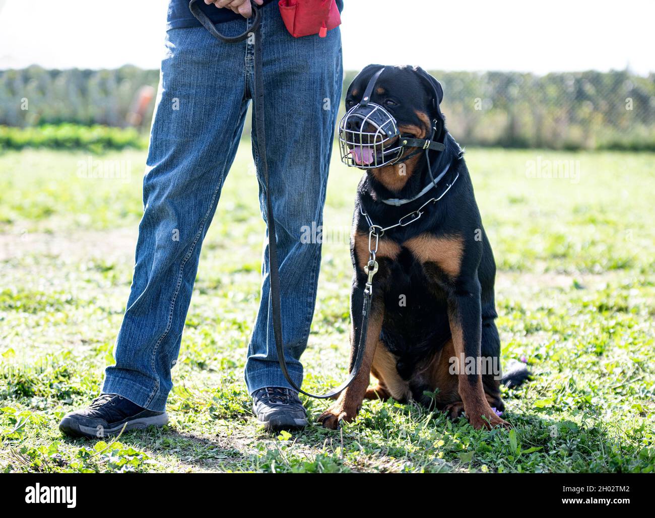 addestramento del rottweiler per l'obbedienza in natura Foto Stock