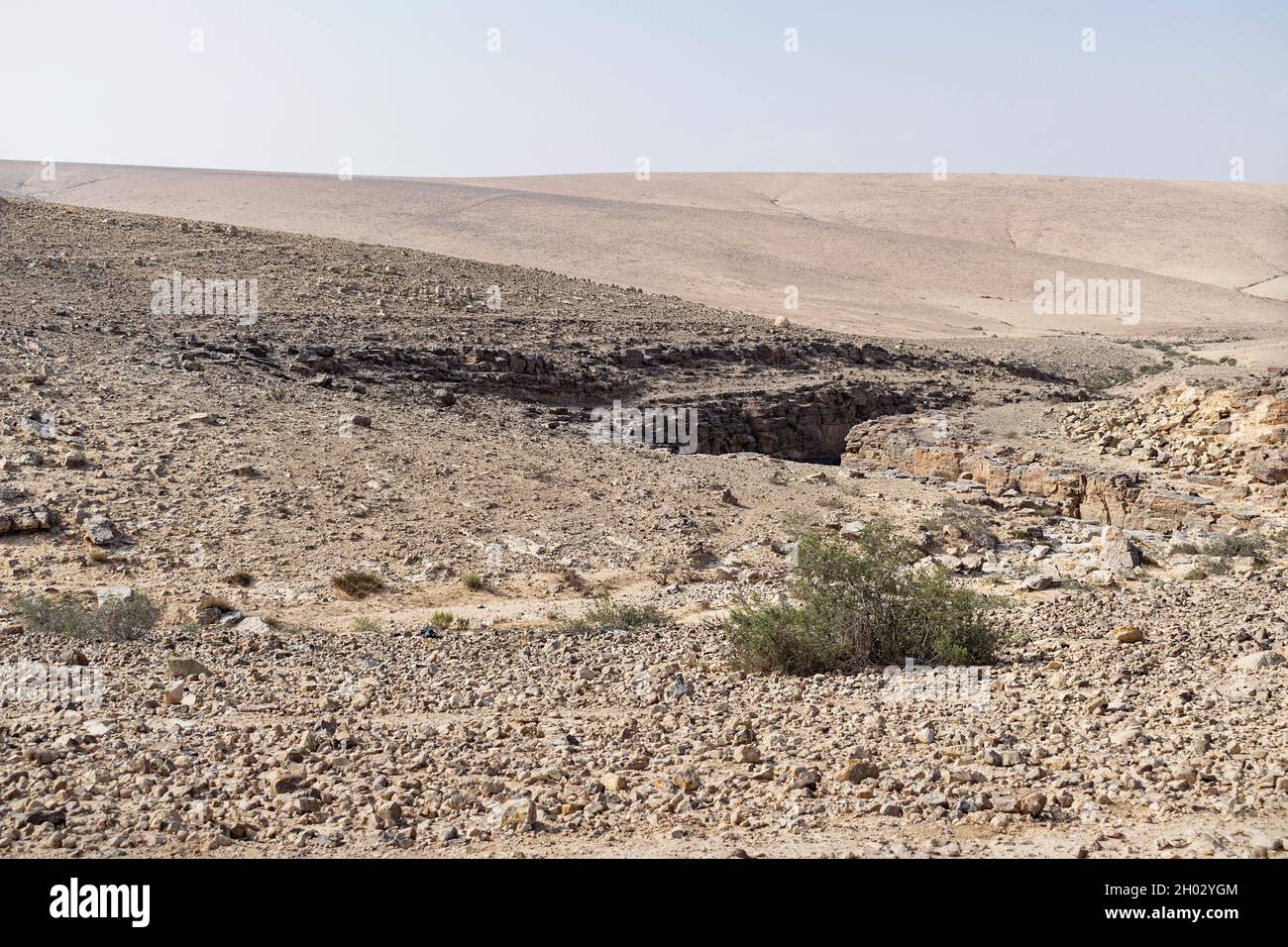 Un unico cespuglio scraggly cresce vicino ad un piccolo canyon che taglia attraverso il paesaggio beige del deserto della Giudea in Israele con un cielo blu pallido sullo sfondo Foto Stock