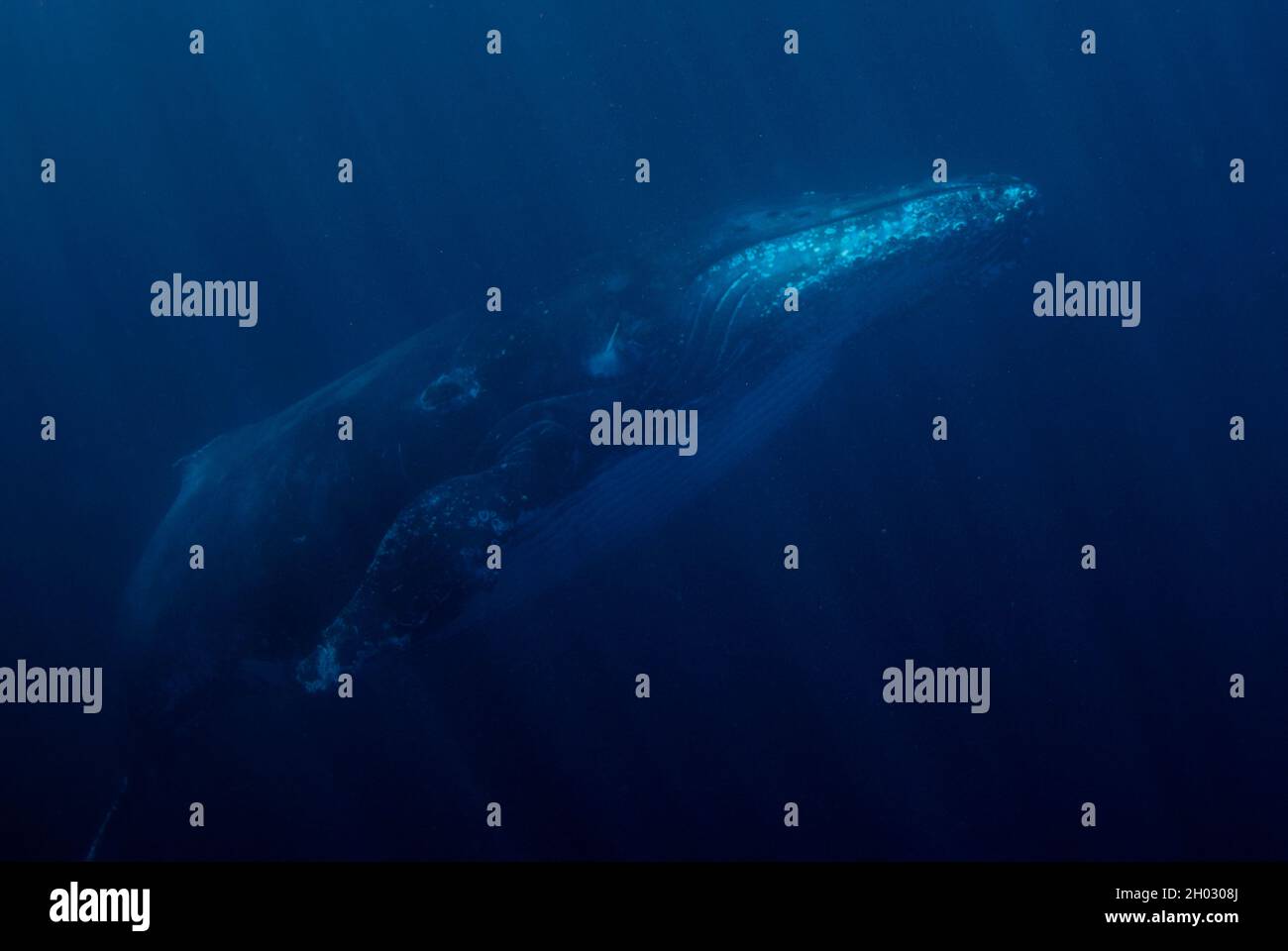 Whale humpback, Megaptera novaeangliae, nuoto vicino alla superficie con pinna coperta di granai, Port St. Johns, Wild Coast, Eastern Cape, Transkei Foto Stock
