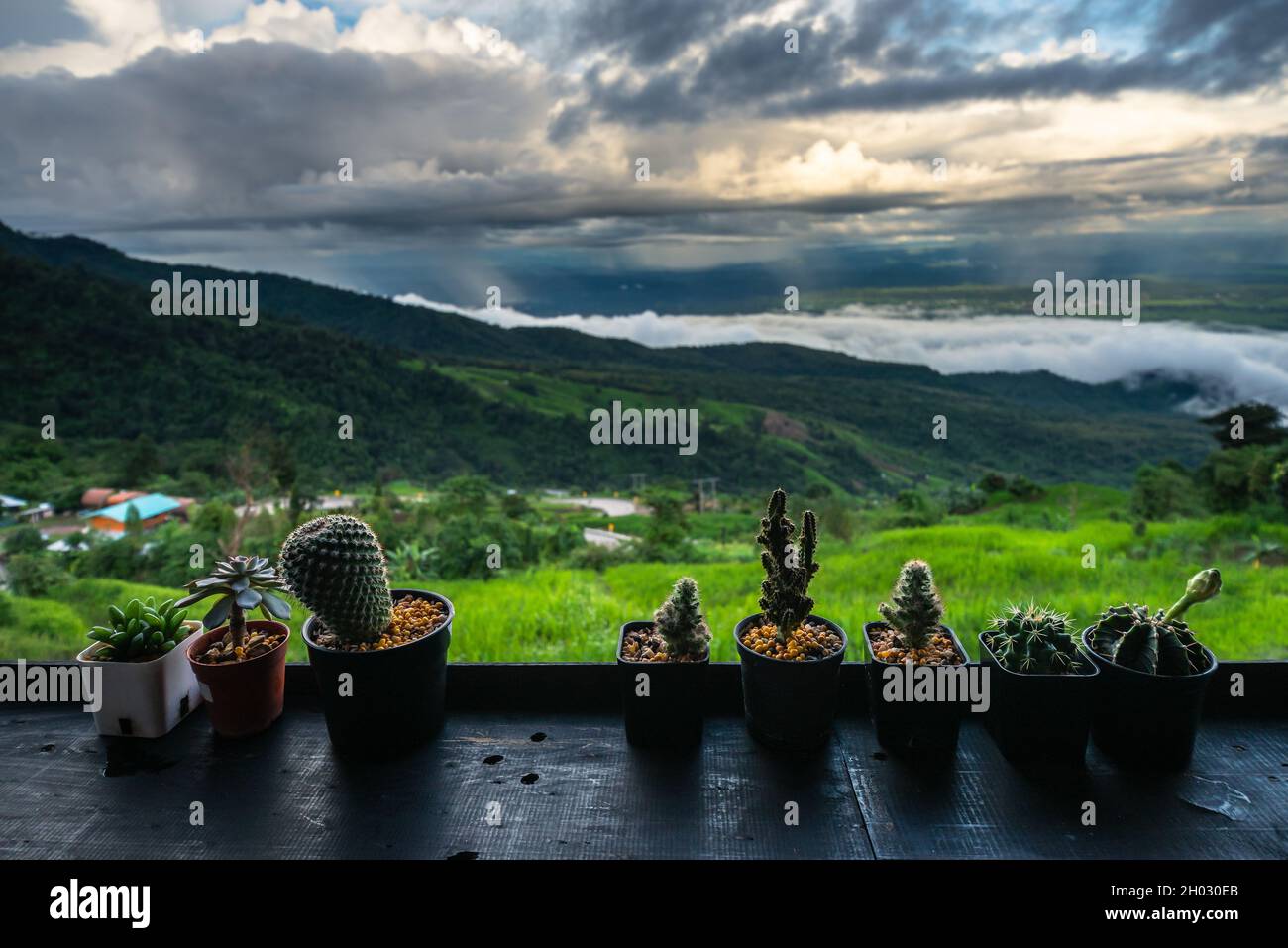 Cactus terrazza in legno e vista prospettica sulle montagne della foresta Foto Stock