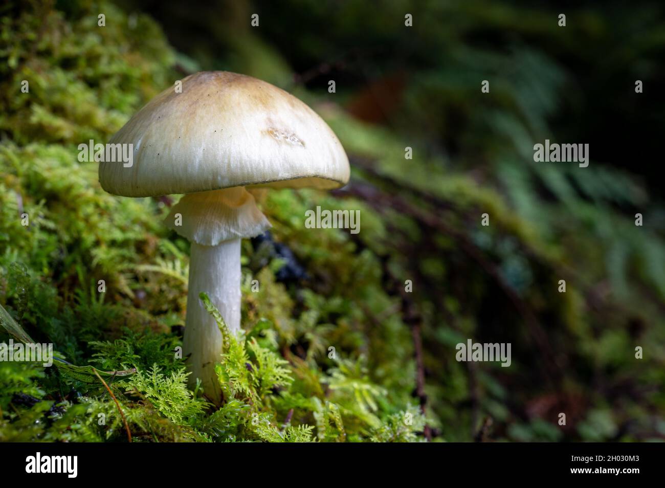 Funghi che crescono in muschio sul pavimento umido del bosco in autunno Foto Stock