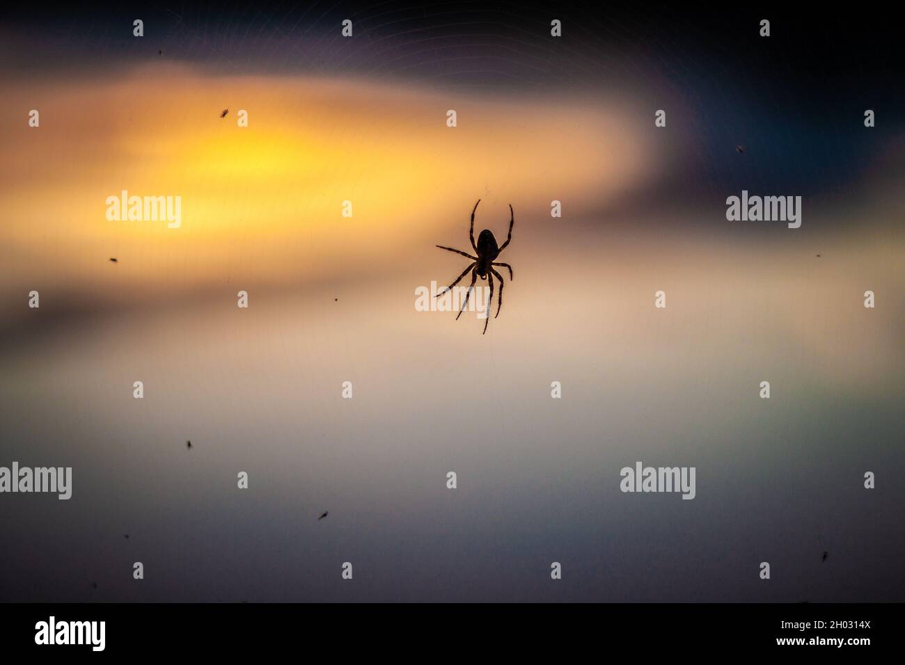 Spiderweb con poche mosche catturate da vicino | silhouette nera di ragno su Spiderweb su sfondo colorato tramonto Foto Stock