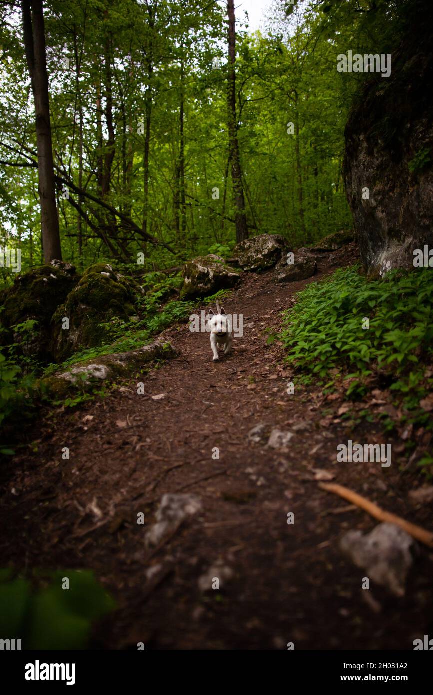 West Highland bianco terrier che corre lungo il percorso nella foresta verso la macchina fotografica | Weste cane a piedi il percorso tra alberi e rocce all'aperto Foto Stock
