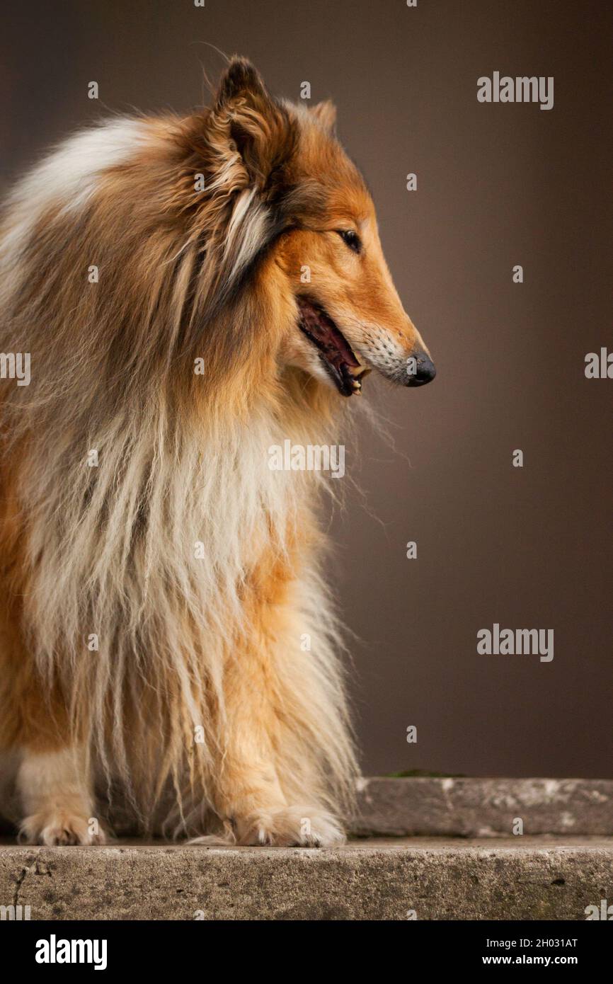 Bella stanca Rough Collie seduto su una scala e ansimando con la testa girata verso il lato su sfondo grigio Foto Stock