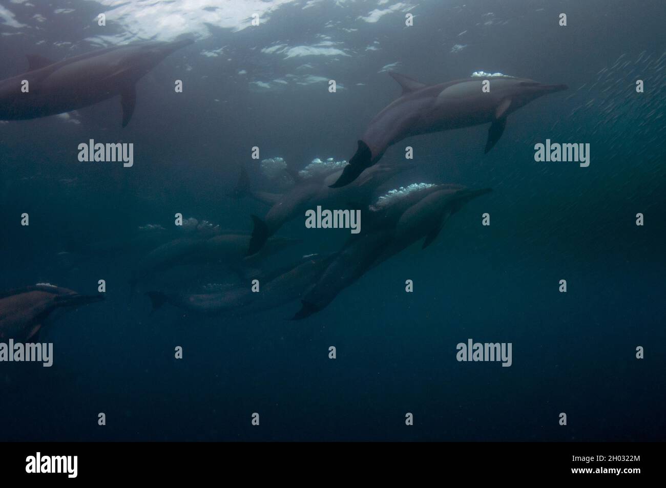 Delfins comune a becco lungo, Delfinus capensis, bolle soffocanti che si nutrono a scuola di pilchards dell'Africa meridionale, Sardinops sagax, Port St. Johns Foto Stock