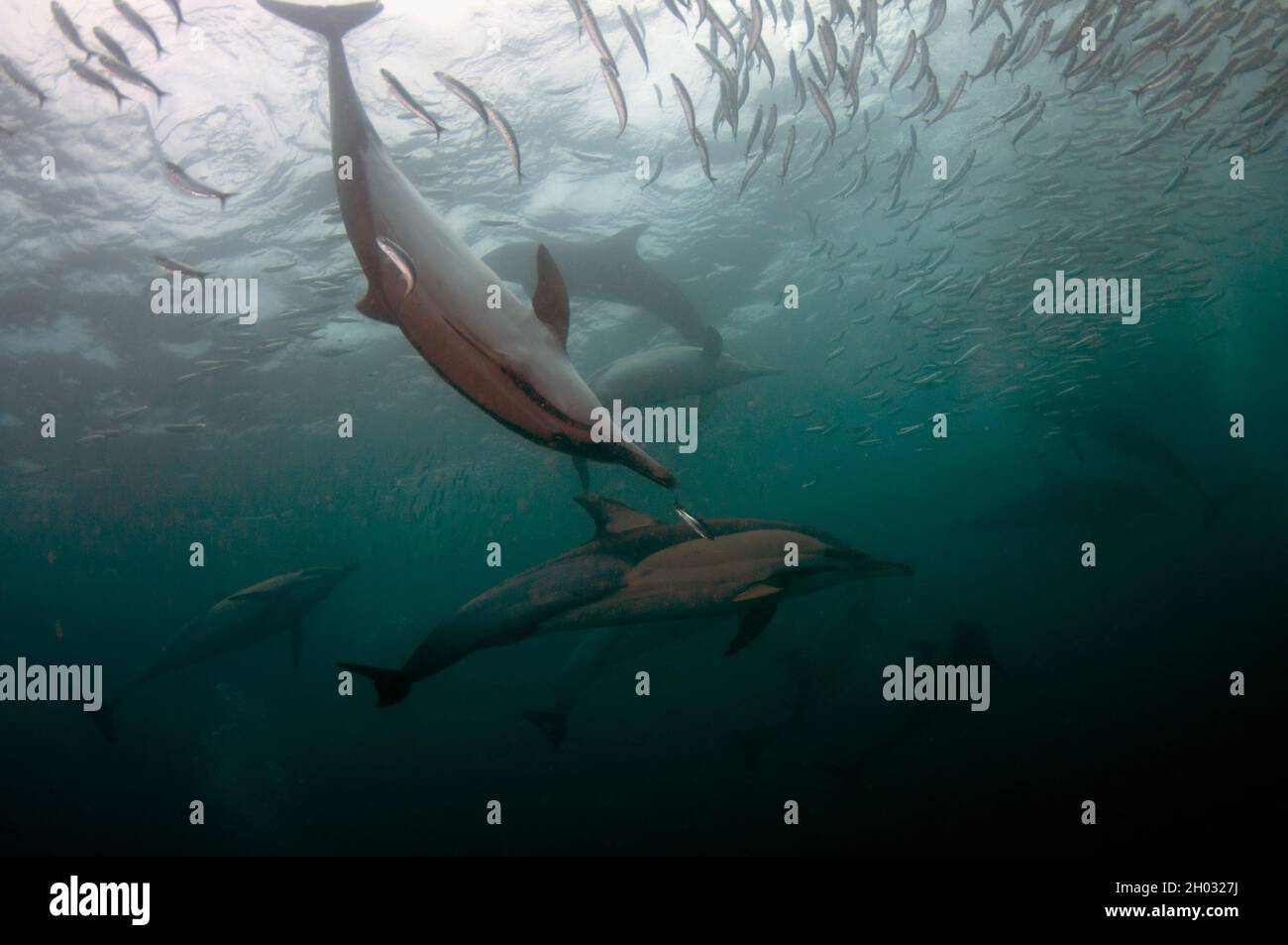 Delfini comuni a becco lungo, Delfinus capensis, che si nutrono di baitball di pilchards dell'Africa meridionale, sagace di Sardinops, Port St. Johns, Wild Coast Foto Stock