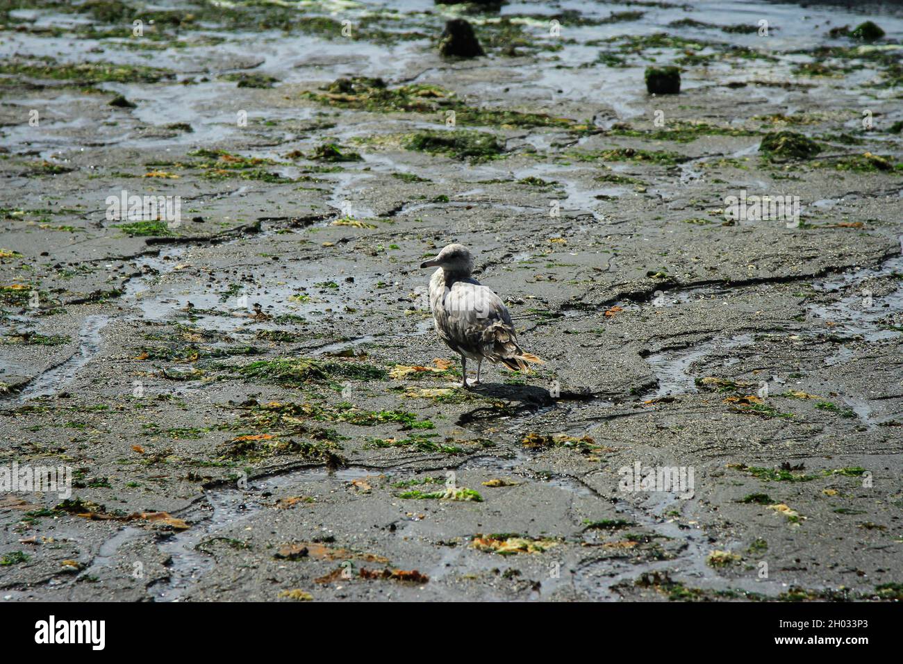 Giovane gabbiano di aringa in piedi su una spiaggia bagnata tornando indietro | Gabbiano giovane su sabbia bagnata con alghe verdi in giorno di sole Foto Stock