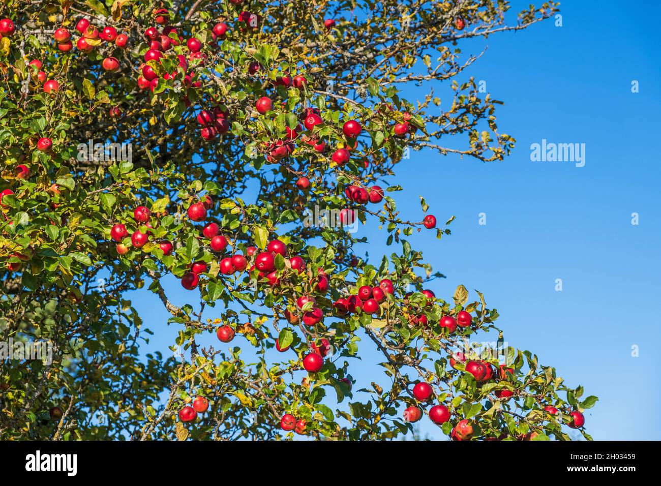 Mele rosse su un albero Foto Stock