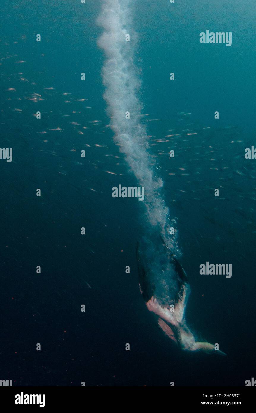 Capo Gannet, Morus capensis, Endangered, con il pennacchio dalle immersioni nella scuola dei pilchards dell'Africa australe, Sardinops sagax, Port St. Johns Foto Stock