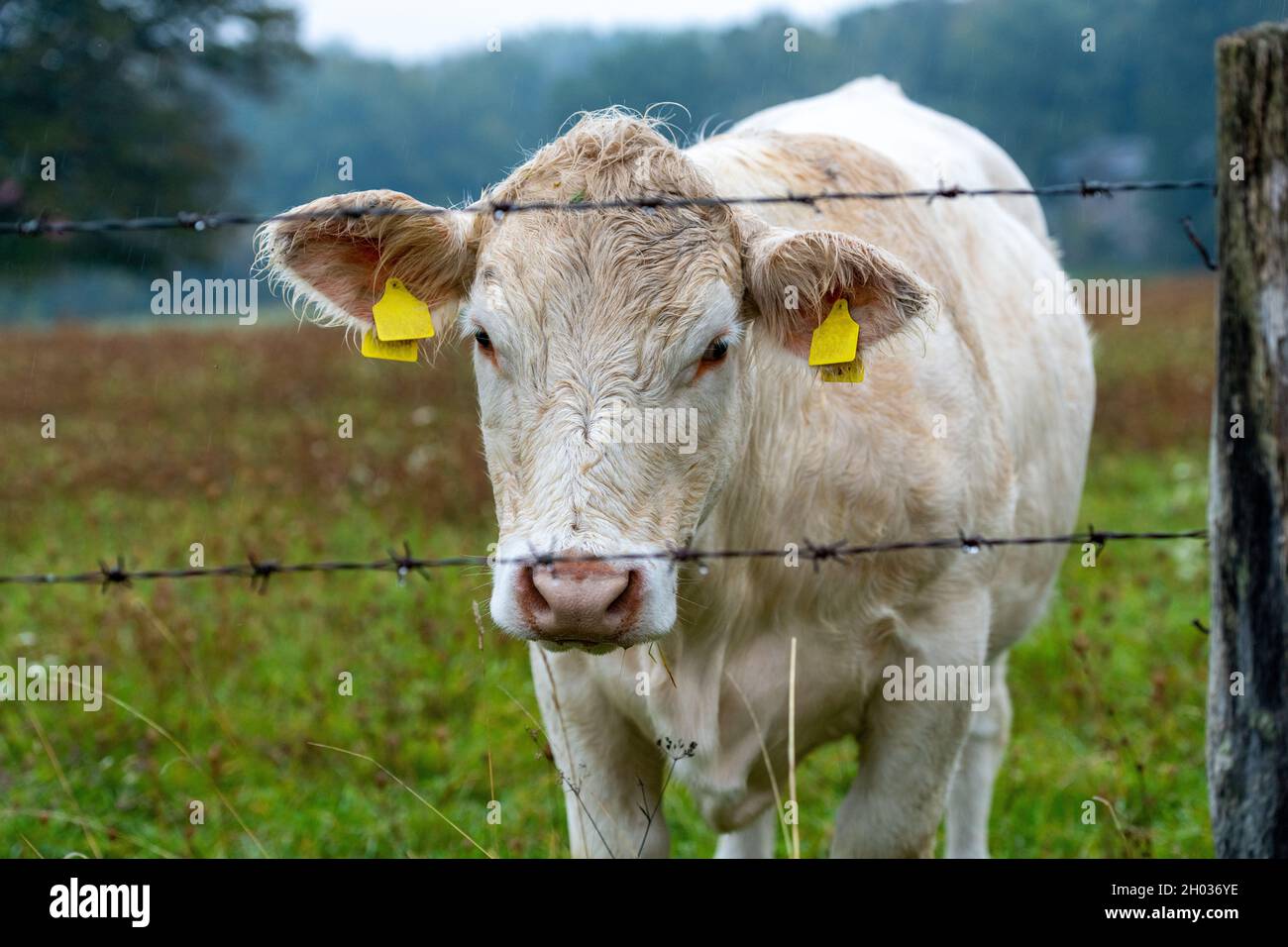 Bestiame Charolais pascolo su ricchi pascoli in Slovacchia. Foto Stock