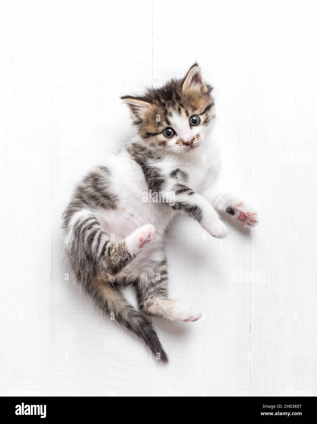 Gattino bianco-grigio di un mese Foto Stock