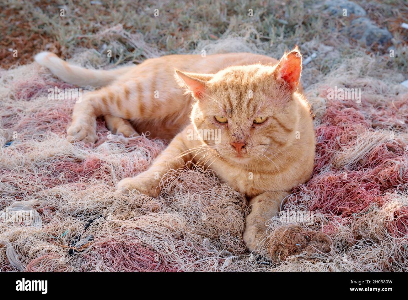 Gatto vagante che giace giù sulla rete da pesca. Foto Stock