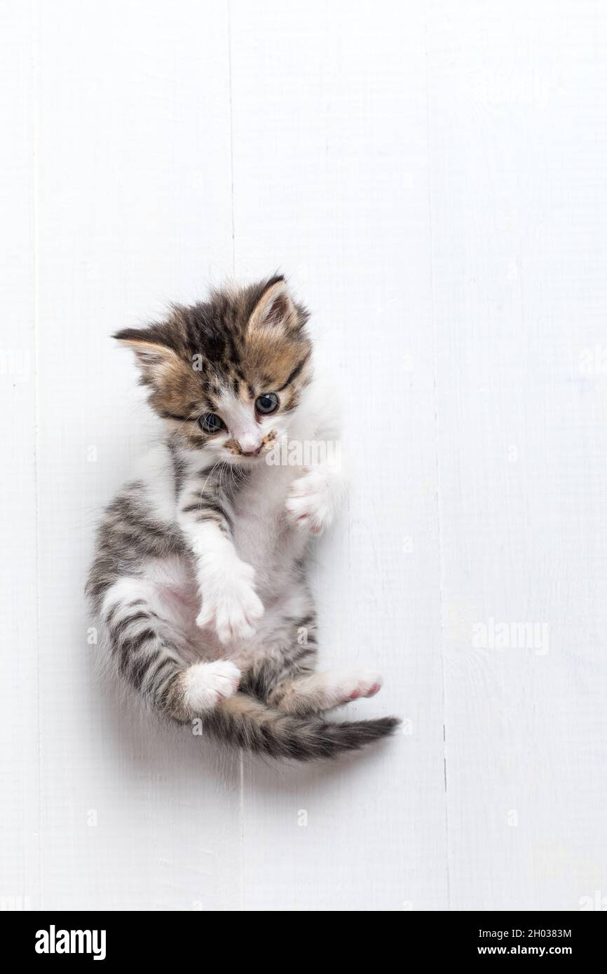 Gattino bianco-grigio di un mese Foto Stock