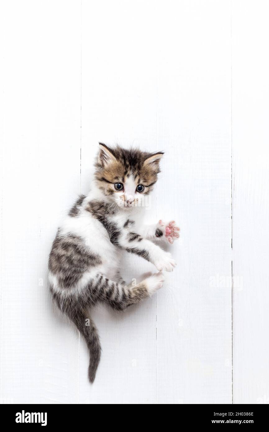 Gattino di un mese immagini e fotografie stock ad alta risoluzione Alamy Gattino di un mese immagini e fotografie stock ad alta risoluzione Alamy