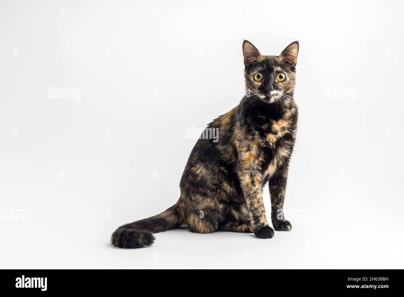 Gatto giovane nero con macchie rosse Foto Stock