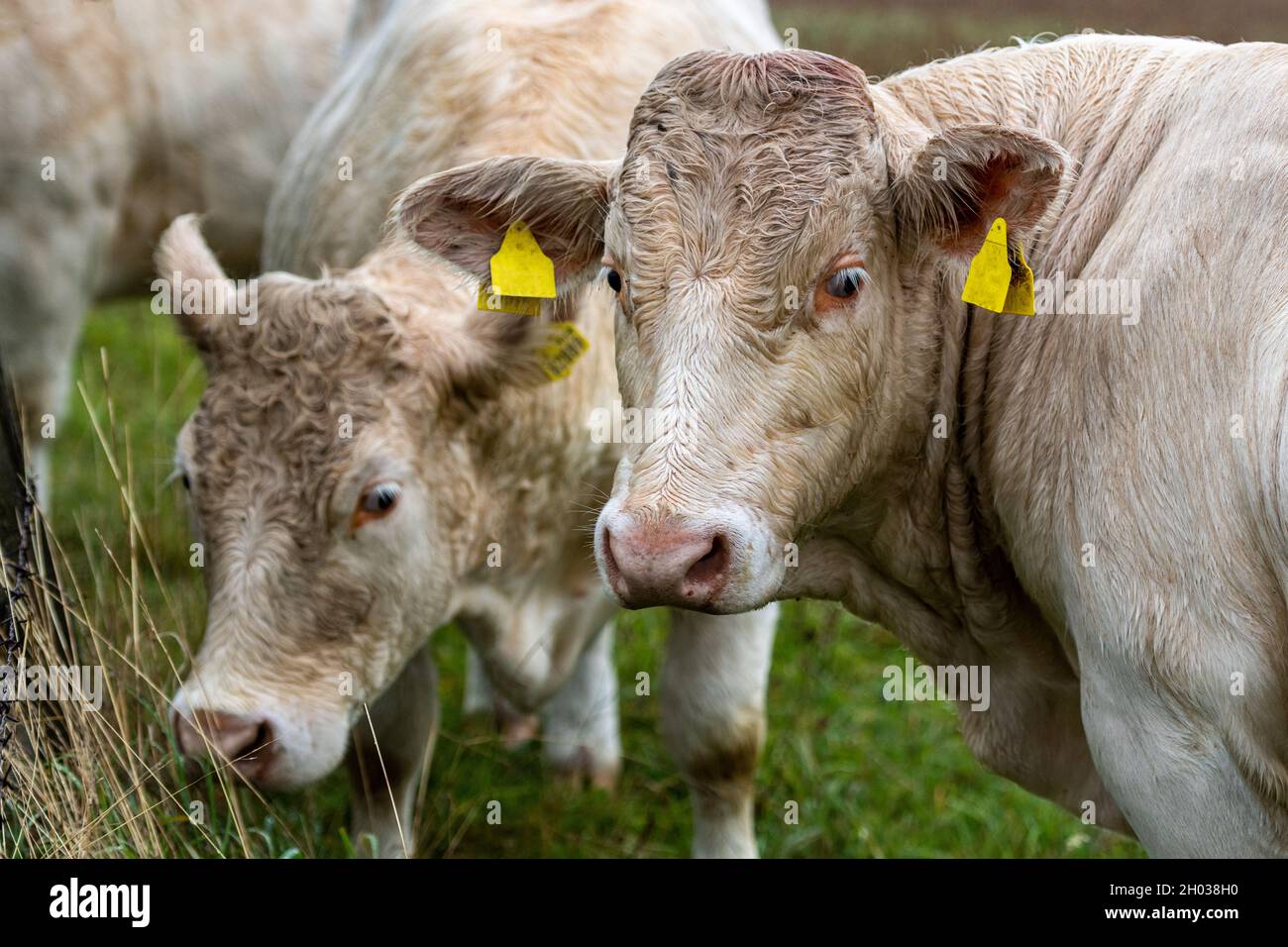 Gruppo di bovini charolais pascolo su pascoli ricchi in Slovacchia. Mandria di bovini Charolais. Foto Stock