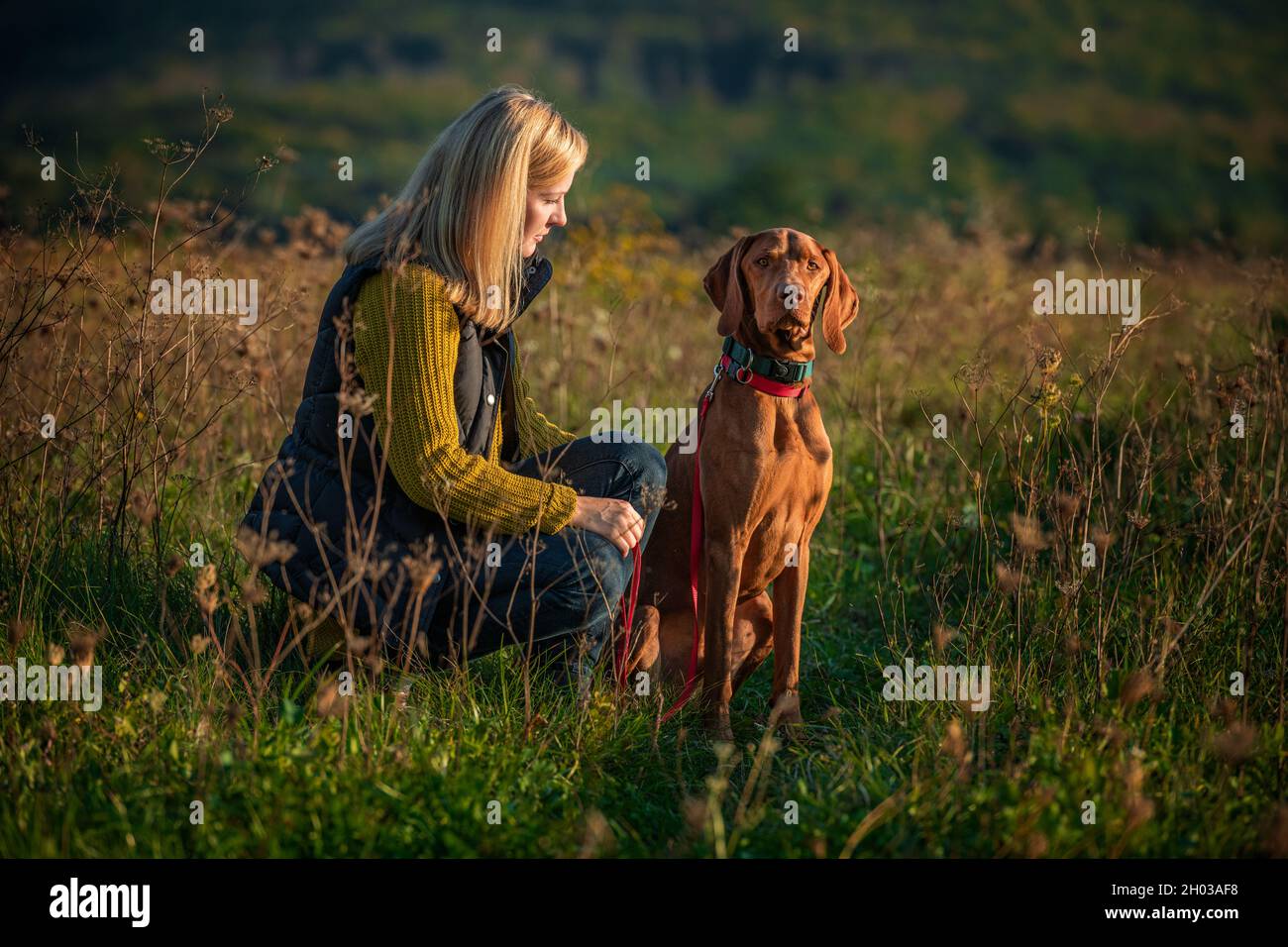 Donna matura che cammina la sua bella vizsla ungherese. Cane a piedi sfondo. Donna e cane da caccia godersi la natura a piedi in una soleggiata serata autunnale. Foto Stock