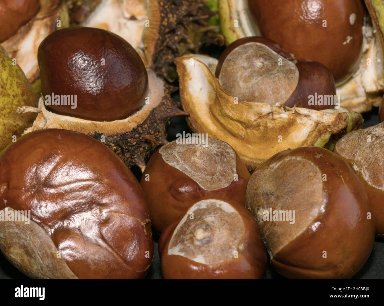 Il seme o conker del Cavallo-castagno è racchiuso in un caso spinoso rotondo fino a quando è maturo e pronto per essere disperso. Il caso si divide quindi in posizione aperta Foto Stock