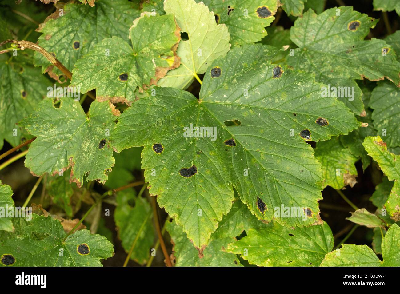 I blobs bituminosi-simili di Acer Tar Fungus fiammano le foglie di sicomores in autunno come l'albero comincia a chiudere in preparazione per l'inverno. Foto Stock